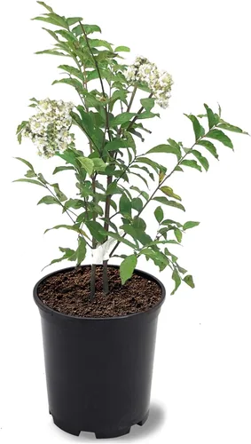 Miniatura 11 de American Plant Exchange Black Diamond Shell Pink Crape Myrtle Tree Live, maceta de 1 galón, 1-1.5 pies de alto, flores rosas vibrantes, tolerantes a