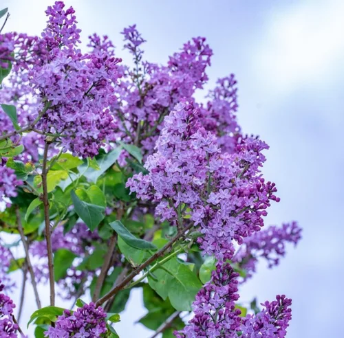 Miniatura 2 de 50 Violetas Semillas Lila Extremadamente Fragante Syringa Villosa Árbol Lila Arbusto Syringa Vulgaris