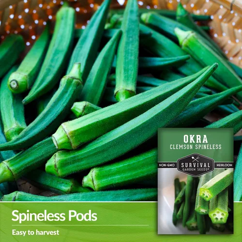 Miniatura 3 de Survival Garden Seeds - Semilla de okra sin espinas Clemson para plantar - Paquete con instrucciones para plantar y cultivar Okra tierna y grande