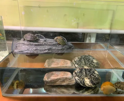 Miniatura 4 de YZHZOM Plataforma para tomar el sol de tortuga con ventosas, terraza flotante de descanso para ranas, terrapinas y tortugas