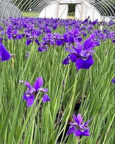 Miniatura 5 de Perennial Farm Marketplace Iris s. 'Hermano del César' (Siberiano) Perenne, tamaño # 1 contenedor, flores azul-violeta profundo