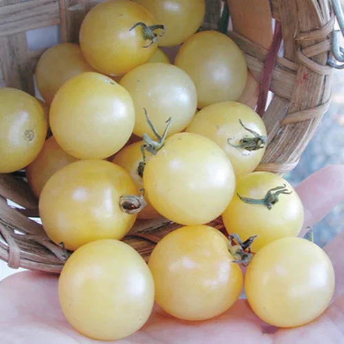 Miniatura 3 de Semillas Italiano Hielo Cherry Tomate Blanco Indeterminado No GMO
