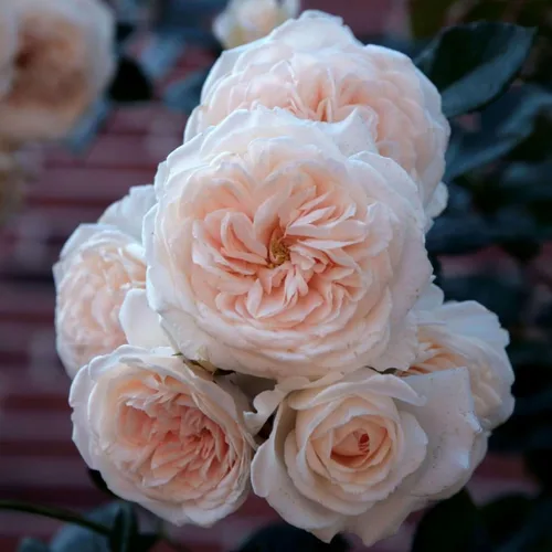 Rosas trepadoras tradicionales, planta de raíz viva para jardín al aire libre, luna de miel Arborose®, moderadamente fragantes, zonas de resistencia