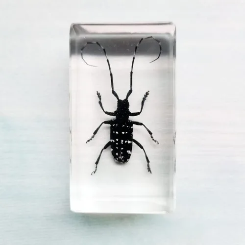 Miniatura 6 de Especímenes reales de insectos de escarabajo de cuernos largos en manualidades de pisapapapeles, colección de taxidermia de animales para educación