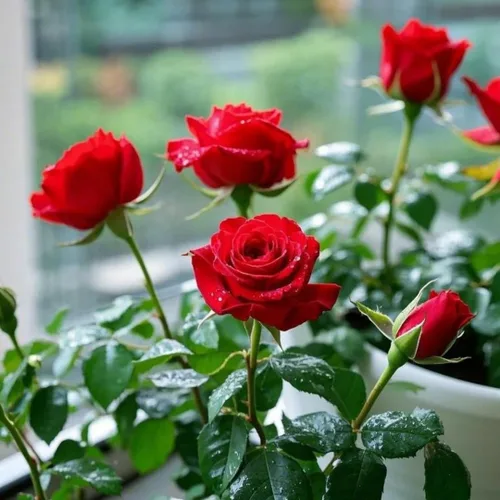 Miniatura 3 de Más de 299 semillas de flores de rosas, regalo romántico para amantes y jardineros, flores fragantes y coloridas para cualquier ocasión