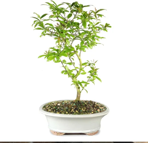 Árbol bonsai vivo enano de granada de Brussel's Bonsai - Grande, 6 años, 12 a 16 pulgadas de alto - Árbol bonsai vivo para exteriores con maceta de