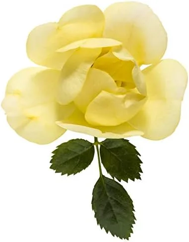 Miniatura 3 de Ganadores probados - Rosa OSO EASY Lemon Zest (Rosa) Rosa, flores amarillas, #2 - Contenedor