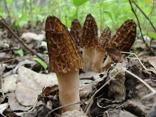 Miniatura 5 de Más de 100 Setas Morel Negras Micelio Esporas de Desaparición - Marrón Hongo
