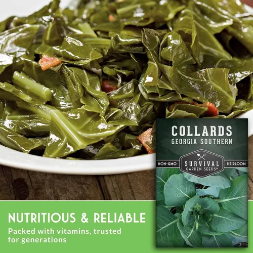 Miniatura 5 de Semillas verdes de col para plantar Variedad de Georgia Southern Heirloom sin OMG Verdes de hoja verde para huertos domésticos – Semillas