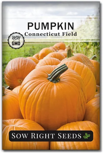 Sow Right Seeds - Semillas de calabaza de campo de Connecticut para plantar - Paquete de reliquia sin OMG con instrucciones para plantar un huerto