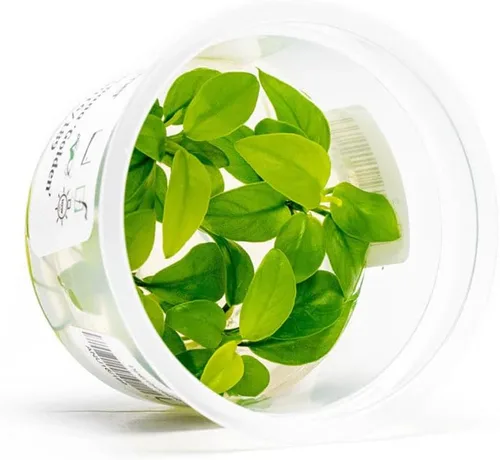 Miniatura 21 de Planta viva SubstrateSource - Hierba enana Eleocharis Belem cultivada en tejidos acuáticos para acuario - 100% libre de caracoles en copa in vitro