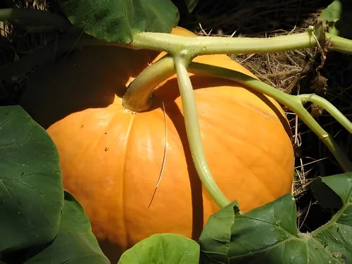 Miniatura 4 de Big Max - Semillas de calabaza (Cucurbita Maxima) – Calabazas gigantes para decoración de otoño, tallado y horneado Variedad sin OMG, alto