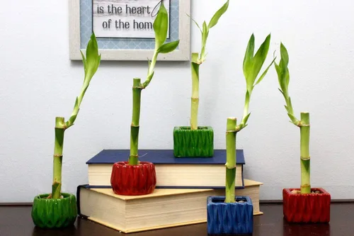 Miniatura 2 de Tallo individual de bambú de la suerte vivo de 4 pulgadas con maceta cuadrada roja, planta de interior para buena suerte, fortuna, Feng Shui