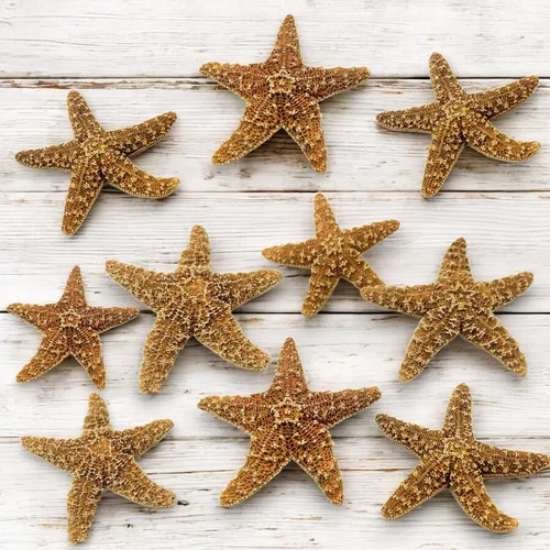 Miniatura 7 de Tumbler Home Decoración real de estrella de mar, 2 unidades, estrellas de mar grandes de 4 a 6 pulgadas para manualidades, decoración de casa