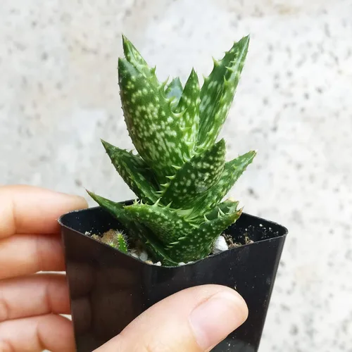 Miniatura 4 de Aloe Juvenna Tiger Tooth Aloe Suculentas (2 pulgadas) – Suculentas con poca luz de 2 pulgadas – Suculentas de interior de fácil cuidado – Planta