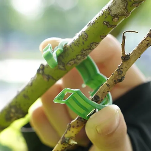Miniatura 5 de 100 clips de plástico asegurados para plantas, clips reutilizables para soporte de plantas, clips de tomate para asegurar plantas trepadoras, uvas
