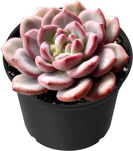 Sprout N Green Echeveria Ariel, planta suculenta viva rara totalmente arraigada en 2 pulgadas, oficina en casa, decoración de boda para interiores y