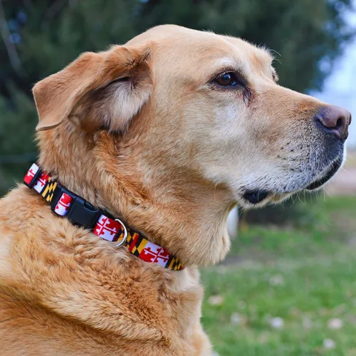 Miniatura 5 de Native Pup Collar para perro con la bandera de Maryland (Maryland, grande)