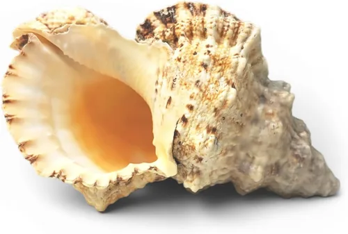 Tumbler Home Large Conch Sea Shells for Decorating or Fish Tank, Coastal & Nautical Decor, Air Plant Holder, Aquarium Ornaments, Big Sea Shell,