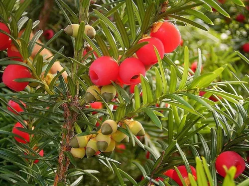 Miniatura 2 de Semillas de plantas de laberinto, árbol de tejo inglés - 20 semillas