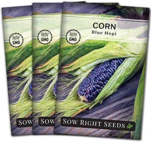 Sow Right Seeds - Semilla de maíz Blue Hopi para plantar - Paquete de reliquia sin OMG con instrucciones para plantar y cultivar un huerto en el