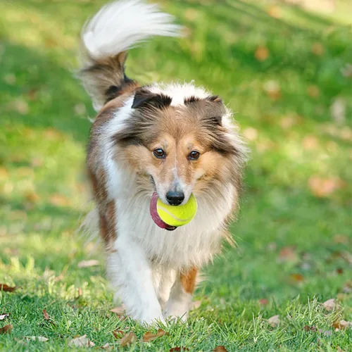 Miniatura 4 de MEKAPLE Paquete de 6 pelotas de tenis mini para jugar con mascotas, pelotas de tenis de 2 pulgadas para entrenamiento de perros pequeños, pelotas