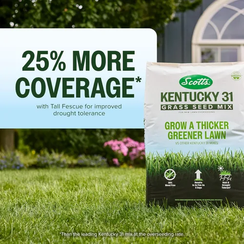 Miniatura 3 de Scotts Mezcla de semillas de césped Kentucky 31 para césped nuevo o sobresiembra, crece más gruesa y verde en comparación con otras mezclas Kentucky
