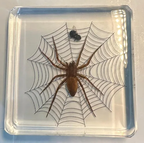 Miniatura 21 de 44mm de escorpión negro real en resina de lucite transparente cristalina, especímenes de artesanía, insectos de varios animales, colección