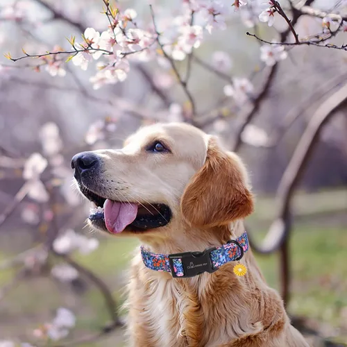 Miniatura 56 de Aring Pet Collar de algodón, lindo, con hebilla de liberación rápida, para bodas, para perros pequeños, medianos y grandes, rosa Terciopelo rosa