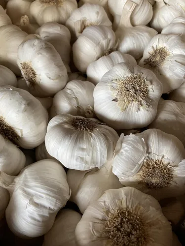 Bulbos de semillas de ajo, dientes grandes, resistentes al frío, sabor audaz (5)
