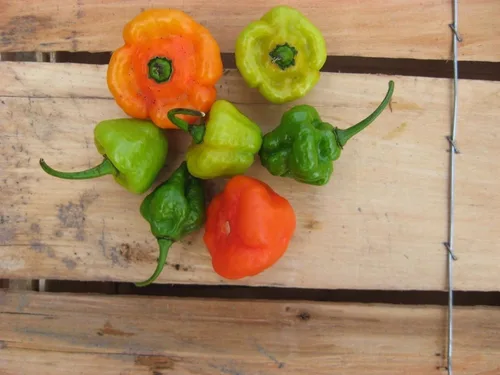 Miniatura 2 de AJI DULCE #1, semillas de pimiento, conocido como ajicitoo, aji gustoso, ají cachucha y dulce (25 semillas)