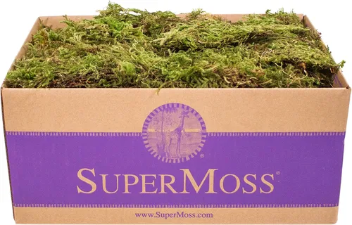 Miniatura 6 de SuperMoss Musgo forestal preservado perfecto para plantas de interior, manualidades y decoración, verde fresco, 4 onzas