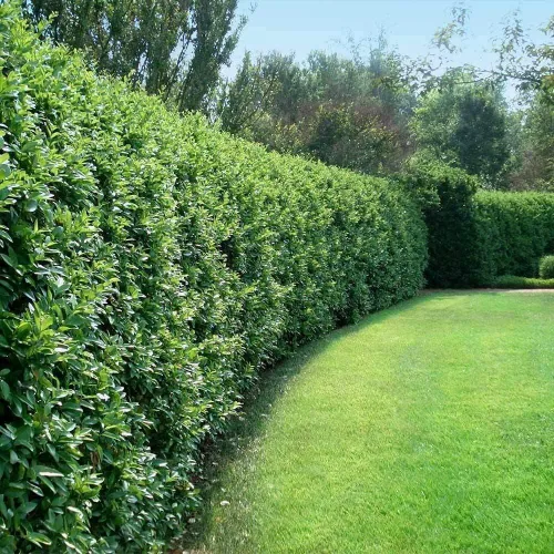 Miniatura 2 de Privet de hoja rizada Plantas de 2 galones grandes Ligustrum Japonicum Recurvifolium Seto de arbustos de privacidad con floración de hoja