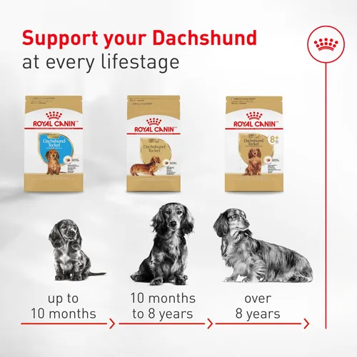 Miniatura 8 de Alimento seco para perros Royal Canin Breed Health Nutrition para Dachshund adulto, bolsa de 10 lb