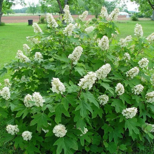 Miniatura 3 de CHUXAY GARDEN 50 semillas de hortensias quercifolia, hortensia de hoja de roble, hortensia de hoja de roble, llamativa planta de paisajismo que