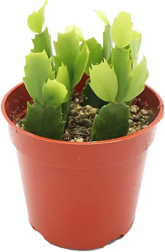 Miniatura 8 de Cactus Zig Zag - 4" de California Tropicals