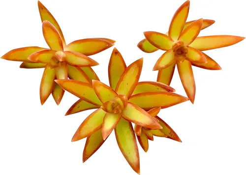 Miniatura 9 de Tallos de Suculentas Vivas (3 Sedum Morganianum Colas de Burro), Plantas Suculentas Vivas, Planta Suculenta SIN Raíces, Plantas de Casa Vivas