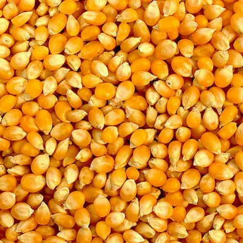 Miniatura 2 de Country Creek Acres - Semillas de palomitas de maíz amarillas para cultivar semillas de jardín de polinización abierta OP sin OMG, 25 semillas