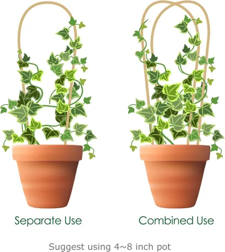 Miniatura 4 de Cambaverd Enrejado de plantas de interior para plantas trepadoras de 16 pulgadas, paquete de 6 enrejados de bambú para plantas en maceta