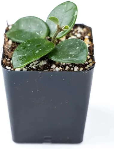 Miniatura 8 de Josh's Frogs Hoya - Planta de cera (flor de cera común)