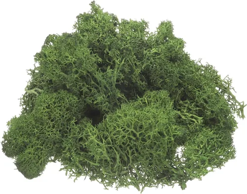 Miniatura 10 de uxcell Musgo de reno preservado, musgo falso de 4 onzas para manualidades, musgo seco artificial para decoración, manualidades, terrarios, plantas