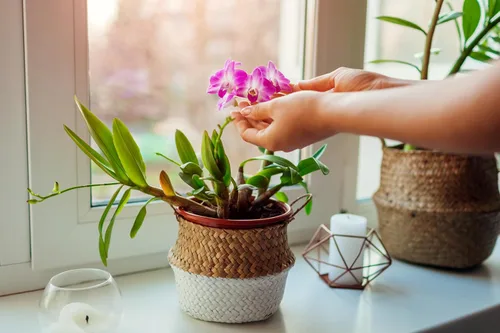 Miniatura 6 de Bombilla solar 50240 Better Gro Dendrobium Mix, 8 cuartos de galón, natural Marrones