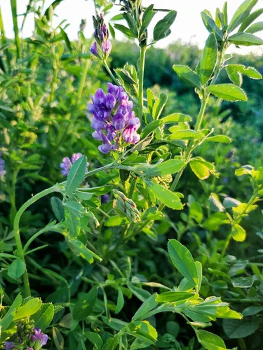 Semillas de alfalfa de EE. UU., 5 libras, semillas de alfalfa certificadas de alta germinación, semillas de alfalfa de alta germinación, semillas de