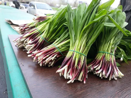 Miniatura 5 de Semillas Hierba Ramsons (Ajo Salvaje) - 50 Semillas