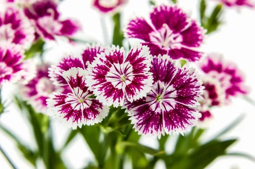 Miniatura 8 de 1000 Pinks chinos (rosa de China/rosa arcoíris) Dianthus Chinensis semillas de flores