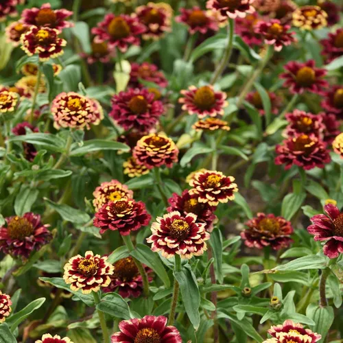 Miniatura 7 de Outsidepride - Zinnia Haageana, 50 semillas anuales, Aztec Burgundy Bicolor, flores bicolor para plantar, burdeos