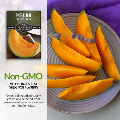 Miniatura 3 de Survival Garden Seeds - La mejor semilla de melón de Hale para plantar - Cultiva melón jugoso para comer - Paquete con instrucciones para plantar