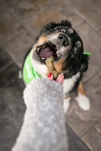 Miniatura 6 de V-dog Golosinas para perros – Limpieza de dientes veganos Breathbone Dental Huesos – Aliento fresco – 8 onzas – Minis – Todo natural, fabricado