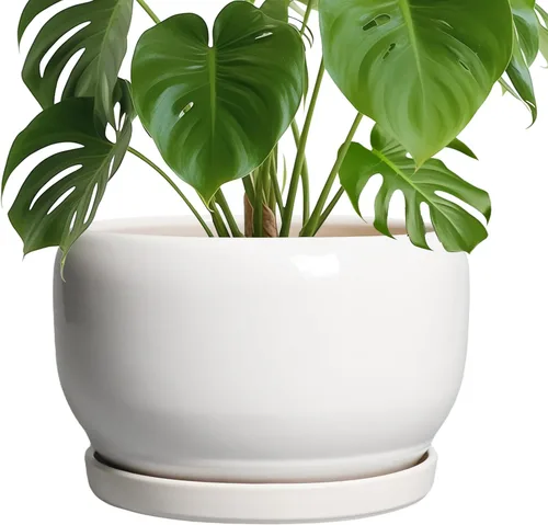 Miniatura 82 de SQOWL Macetas de cerámica – Maceta de 6 pulgadas con orificio de drenaje y bandeja, maceta redonda para plantas de interior, maceta decorativa