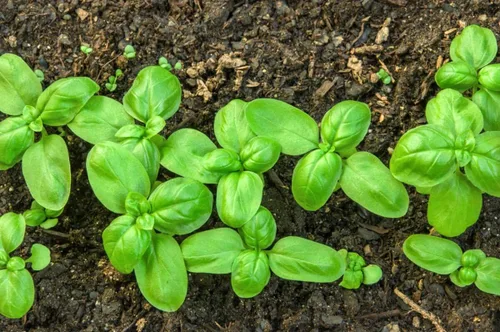 Miniatura 5 de Semillas de albahaca de hoja grande, más de 700 semillas para plantar sin OMG